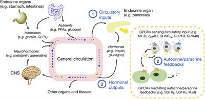 GPCRs in Autocrine and Paracrine Regulations